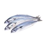 Frozen Mackerel Fish 1kg ( 400 – 600 Titus fish)